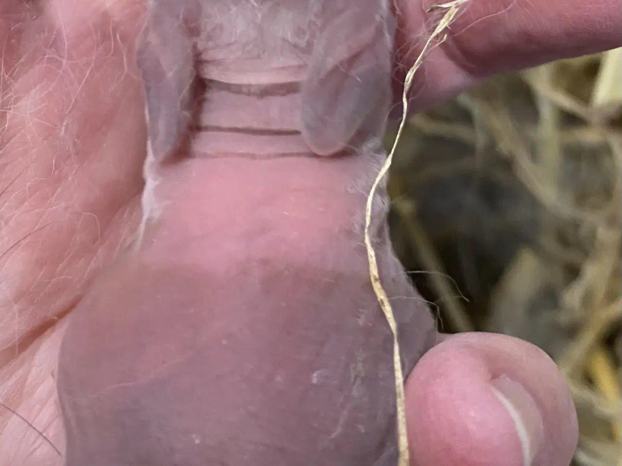 Billede 3 - HOLLÆNDER HUN MADAGSACAR