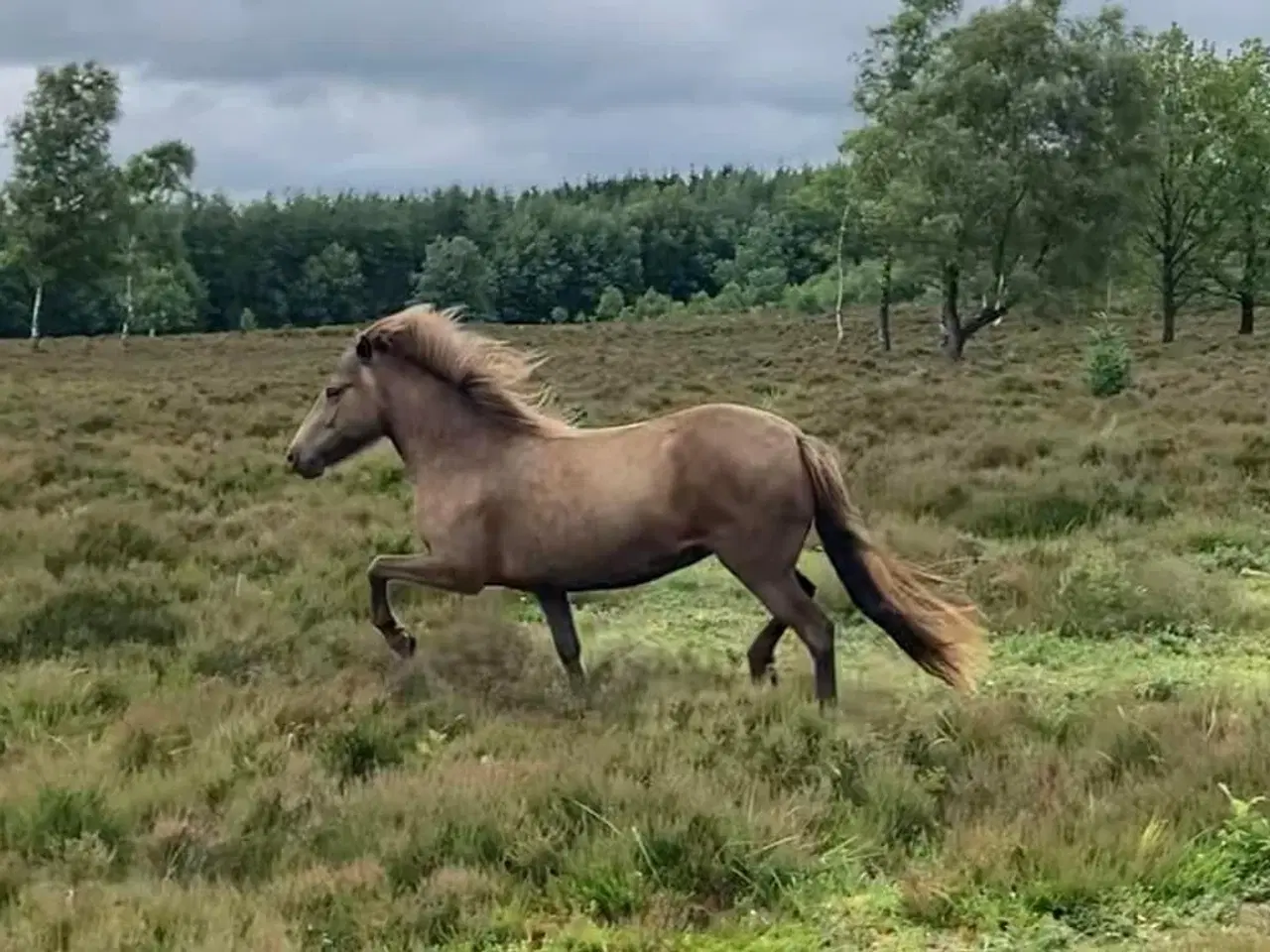 Billede 4 - 4 års islænder hoppe