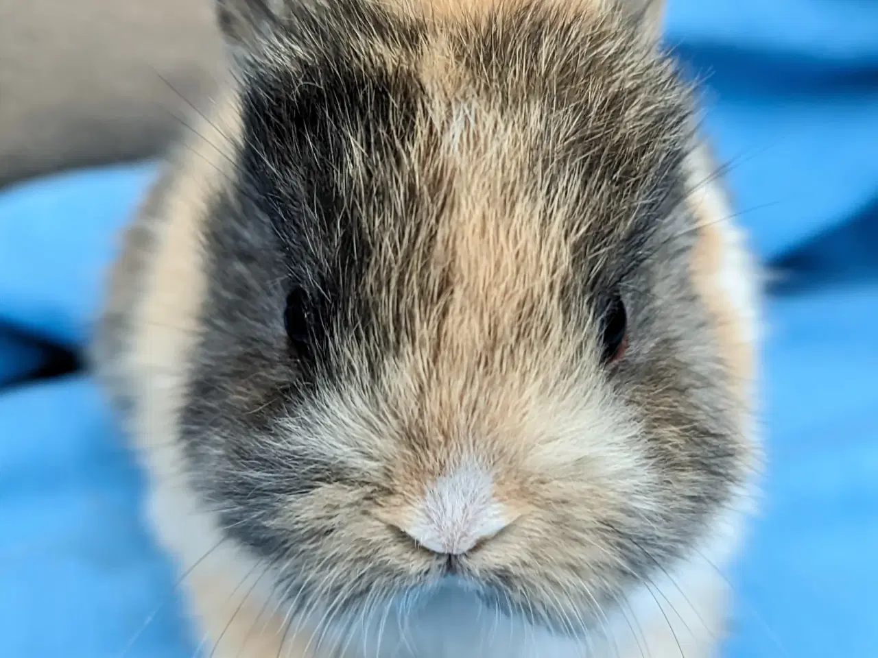 Billede 4 - Hermelin kaninunge sælges 