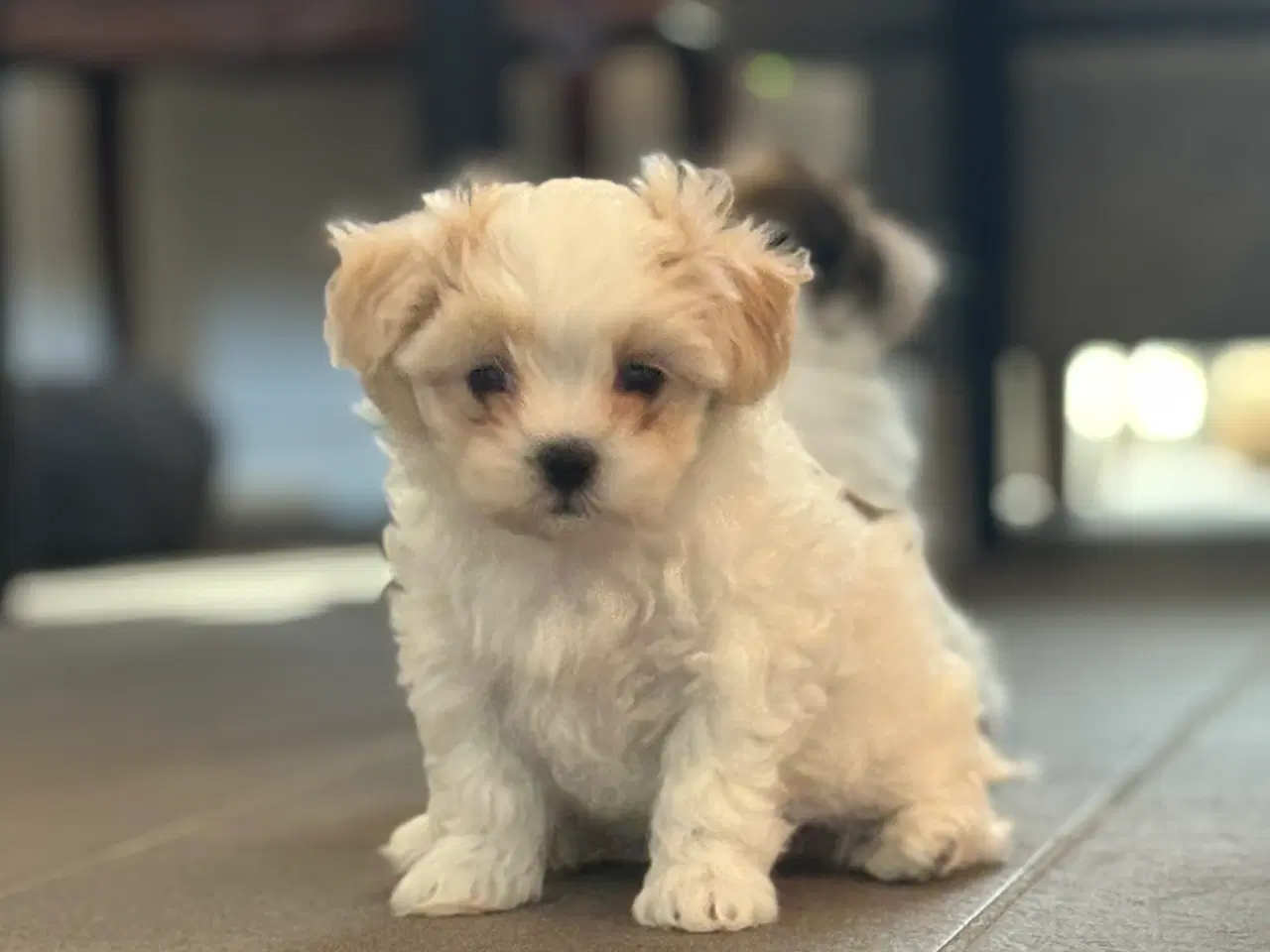 Billede 5 - Fin lille Boomer tæve shih tzu/malteser