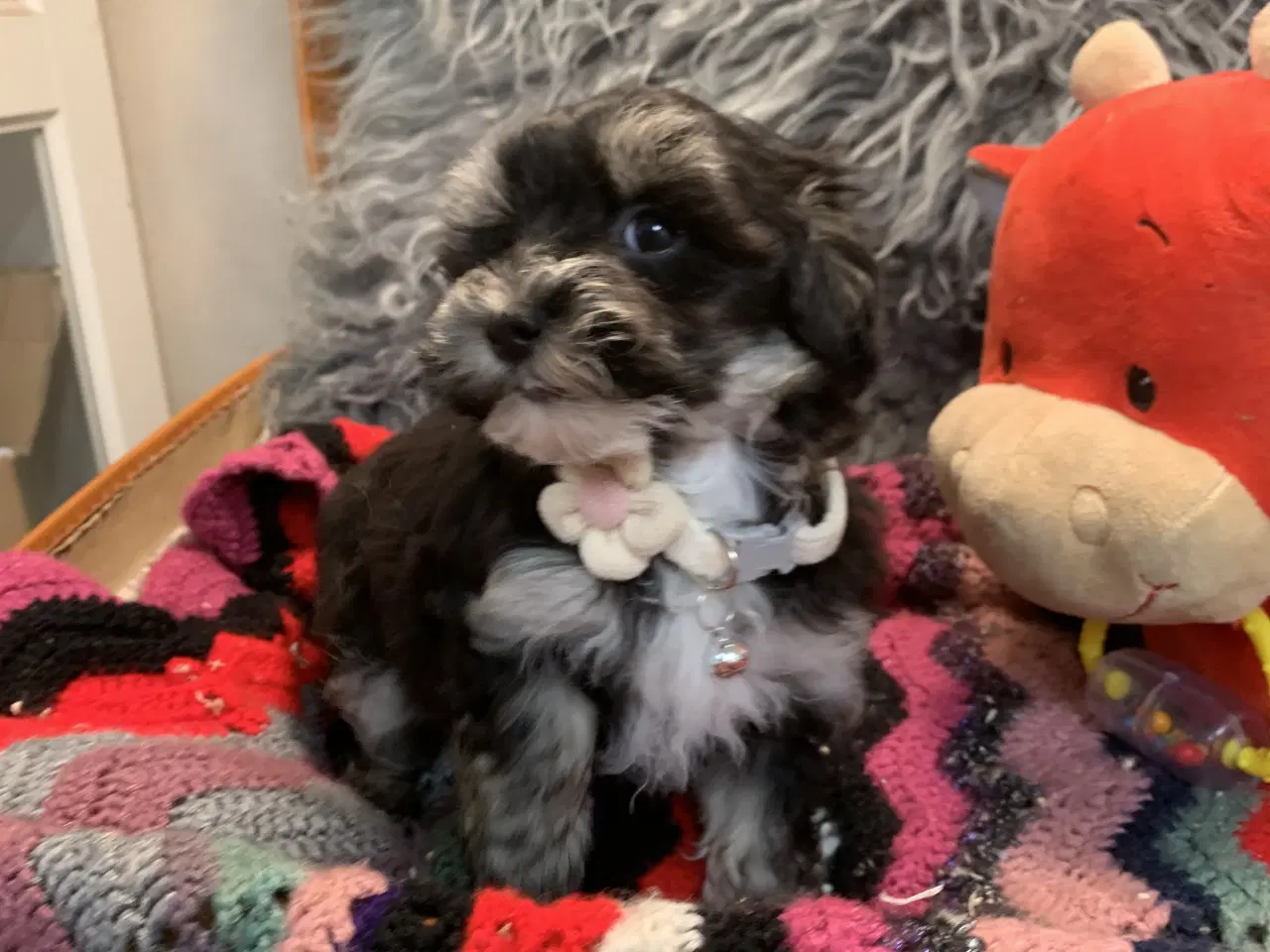 Billede 10 - Små fine Maltipoo babyer er rejseklar nu . 