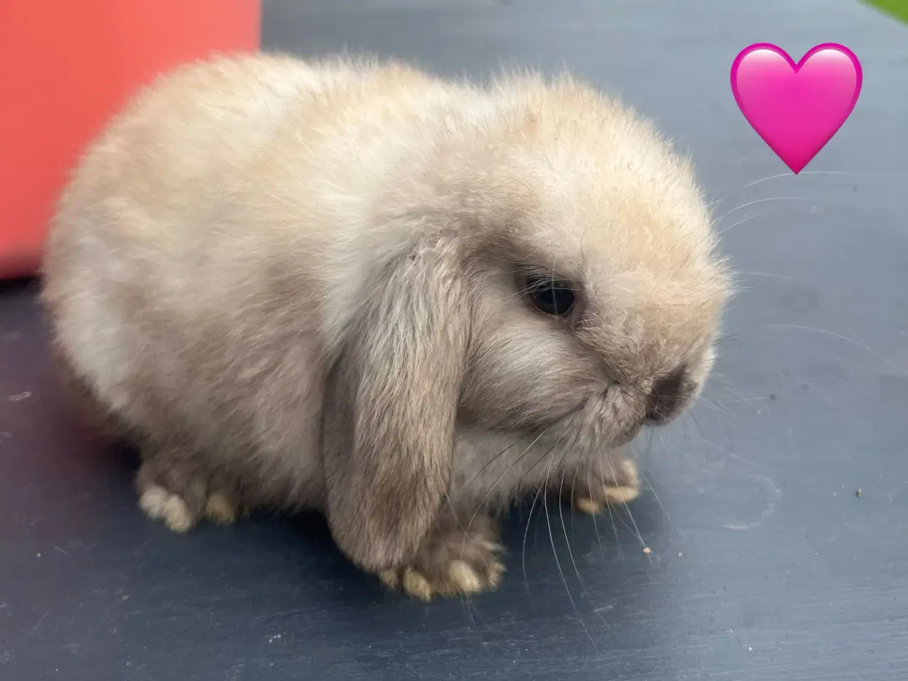 Billede 6 - Mini lop med afkomsattest 