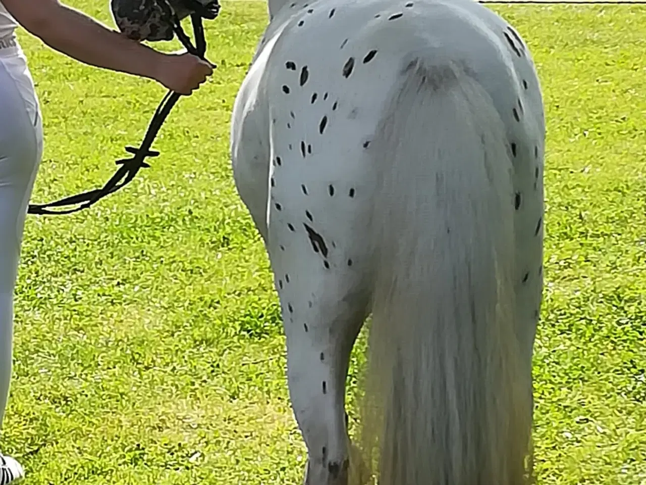 Billede 1 - 4 års Knabstrupper pony 