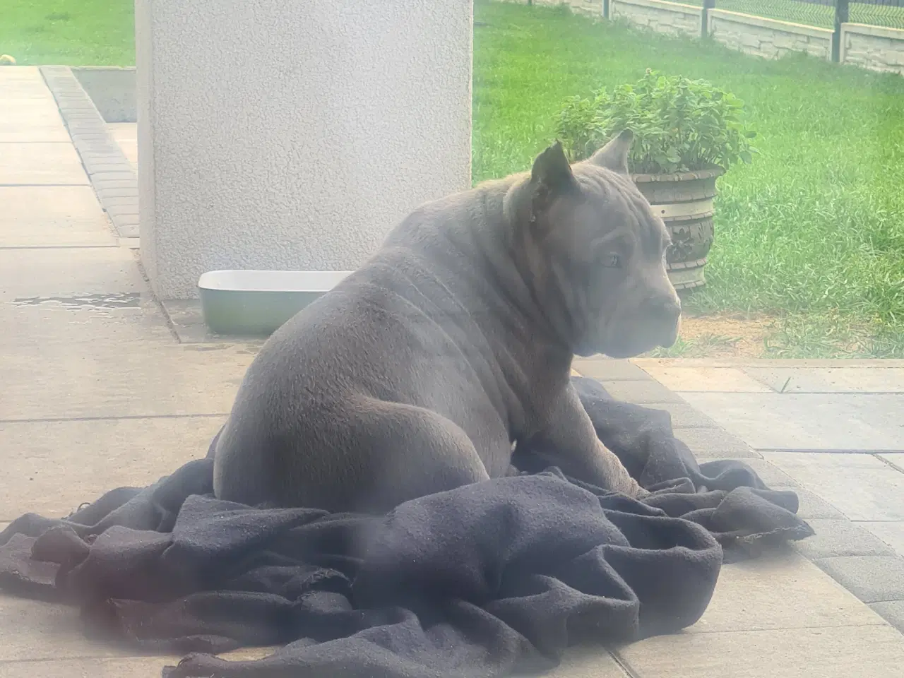 Billede 5 - American Bully Dreng - transport 
