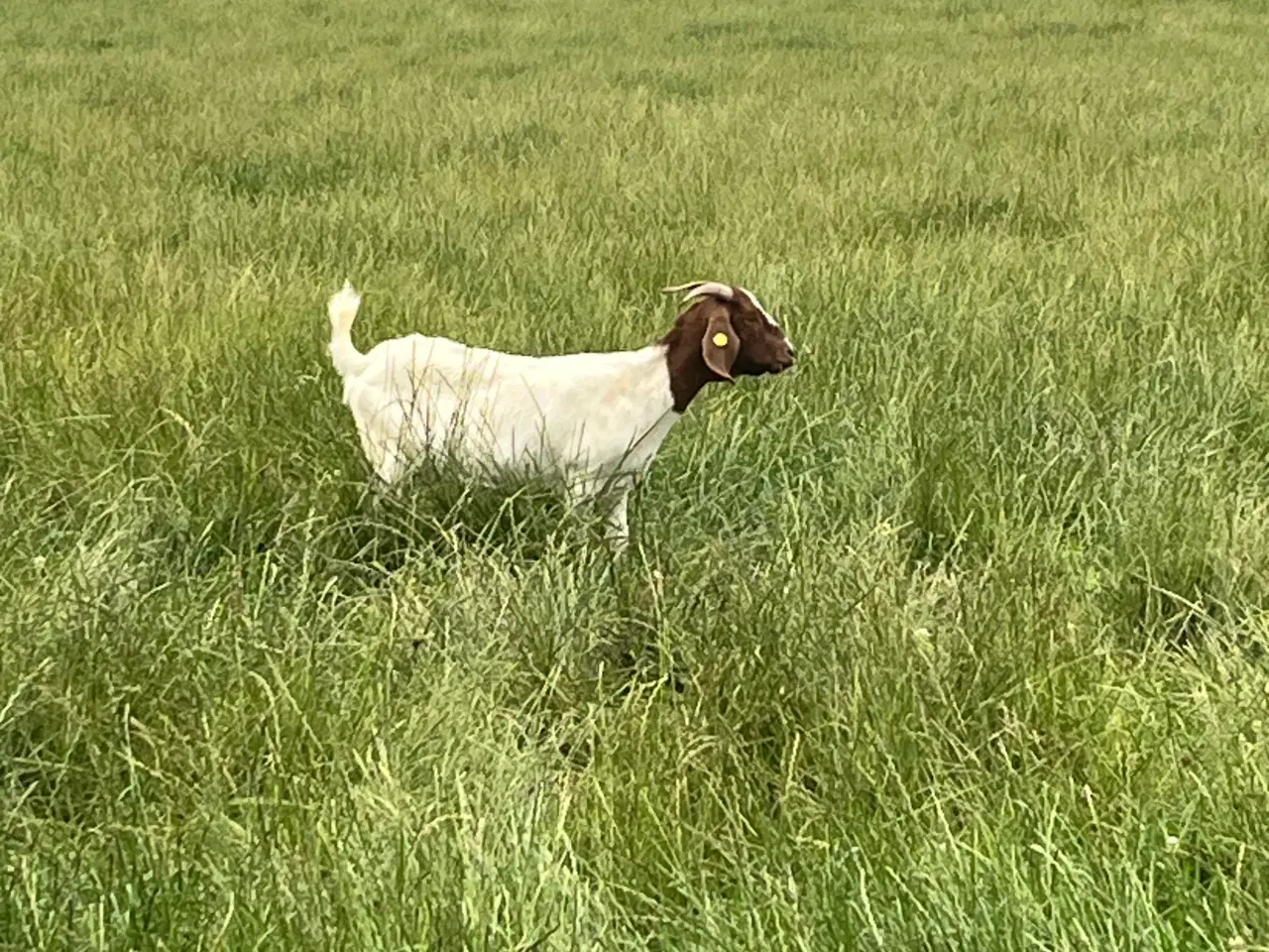 Billede 2 - Boer Gimmer kid