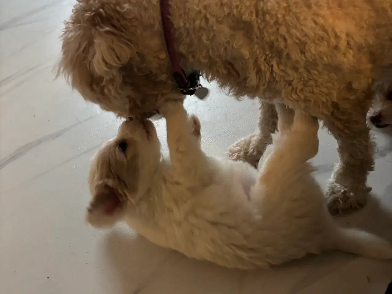 Billede 6 - Cottonpoo eller potton hvalpe