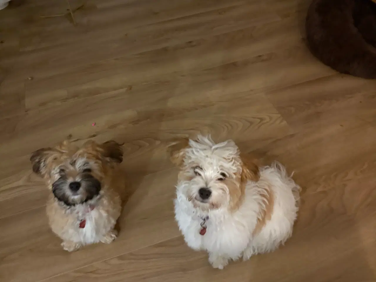 Billede 7 - Smukke Bichon Havanais