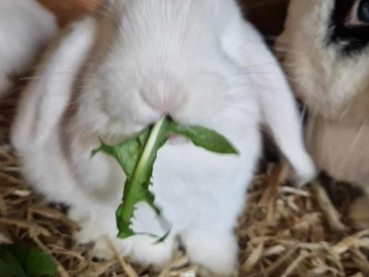 Billede 1 - Minilop unge 