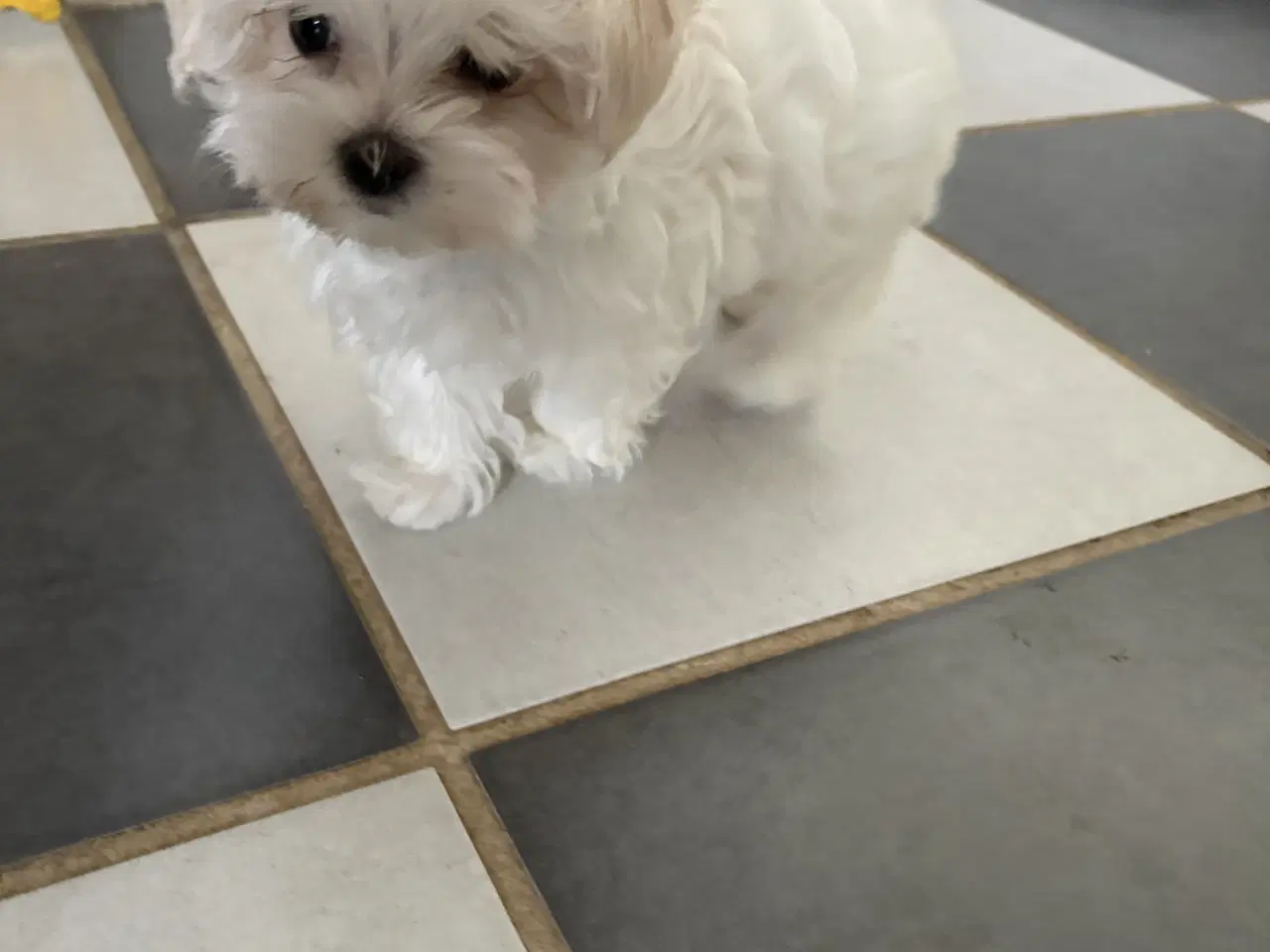 Billede 7 - Mini/micro malteser