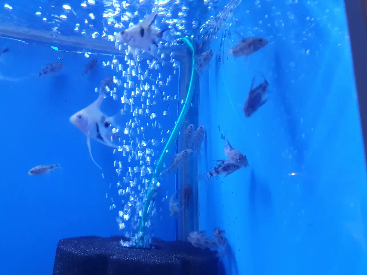 Billede 3 - Plettet pansermaller (Corydoras paleatus)