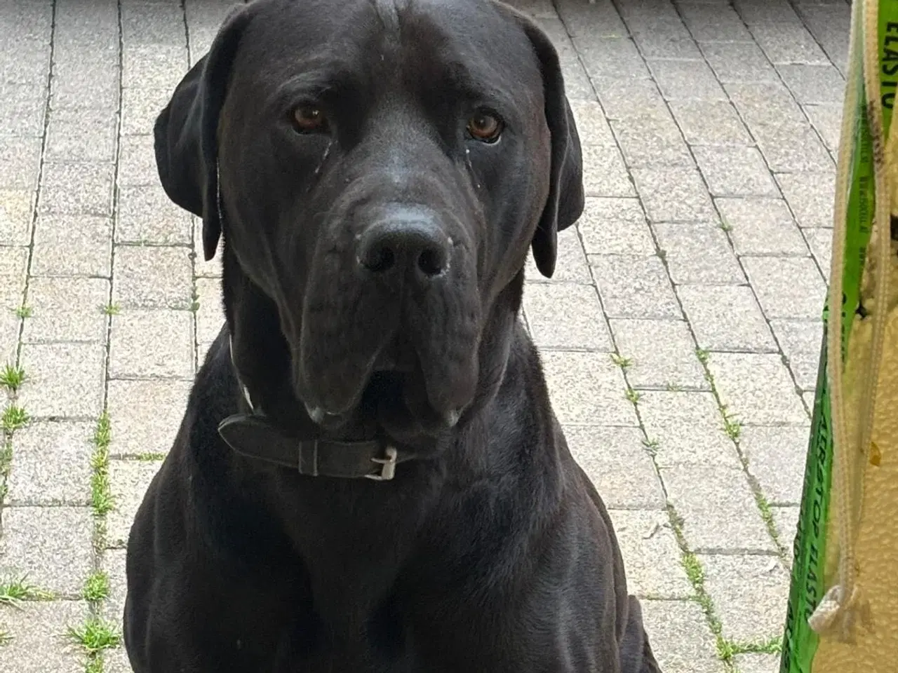 Billede 7 - Små grand danois hundehvalp 