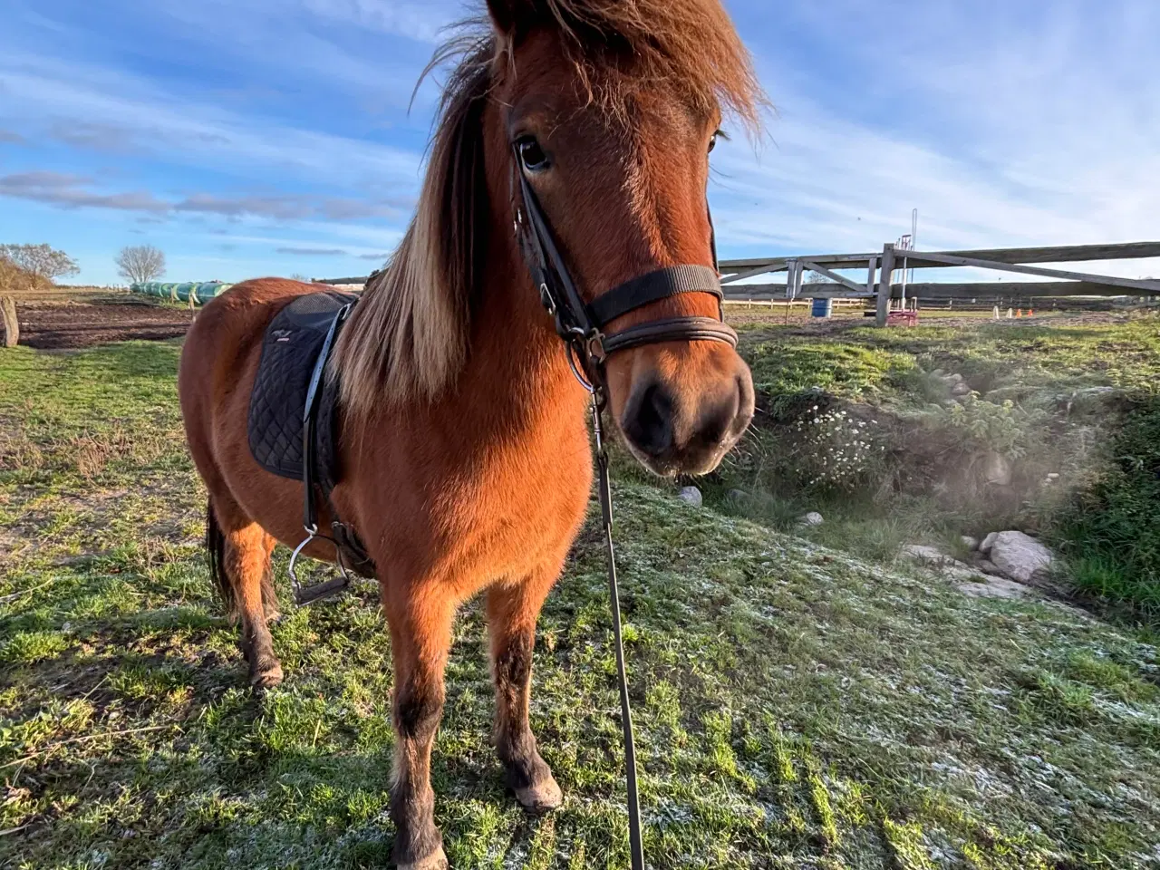 Billede 2 - Spot pris