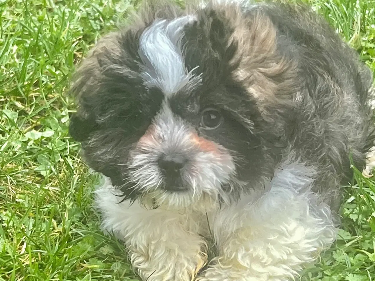 Billede 2 - Shih Tzu blandet race(sidste hvalpe