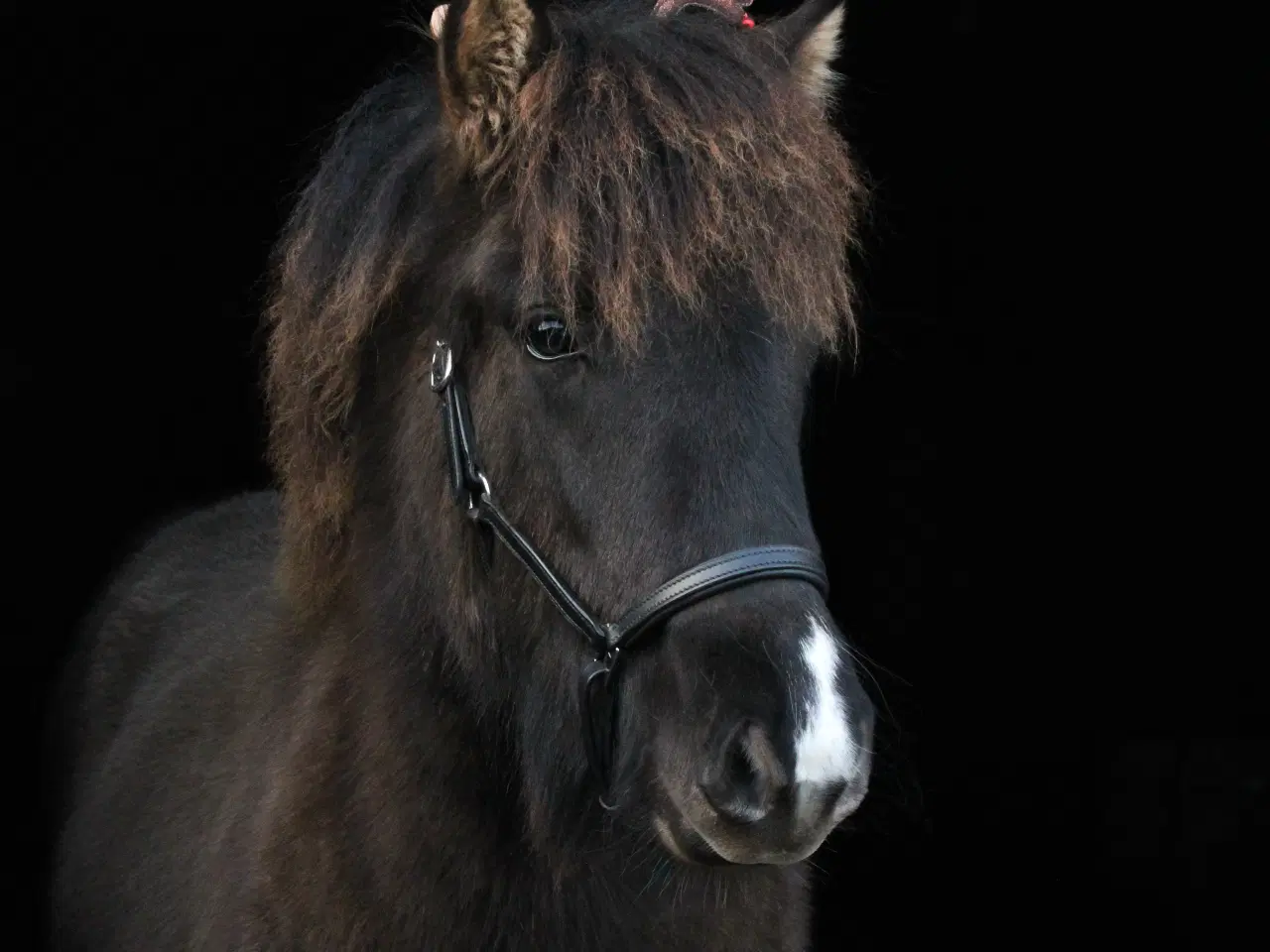 Billede 2 - Skønneste islænder hoppeføl!