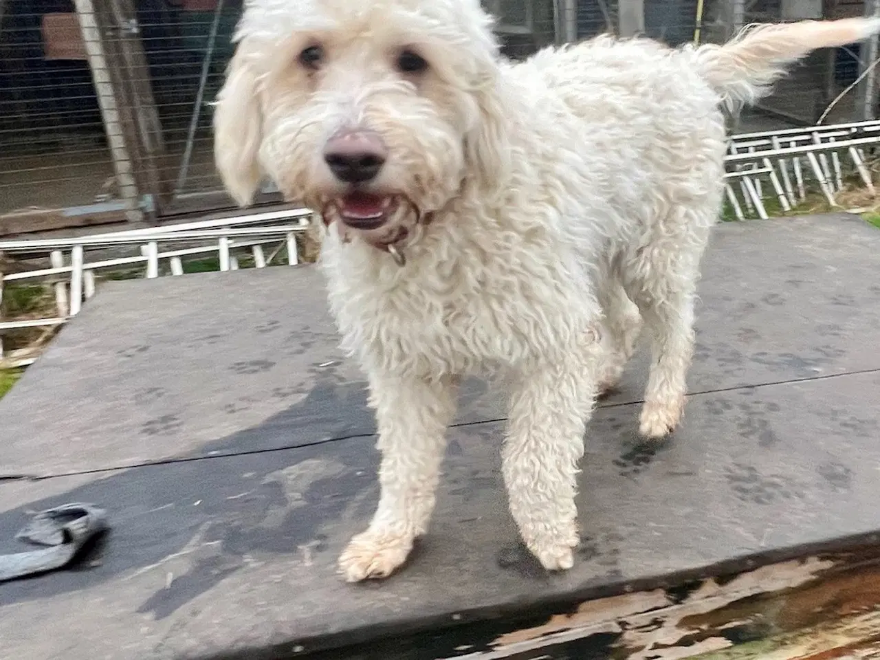 Billede 5 - Lagotto / Spansk Vandhund / Cocker