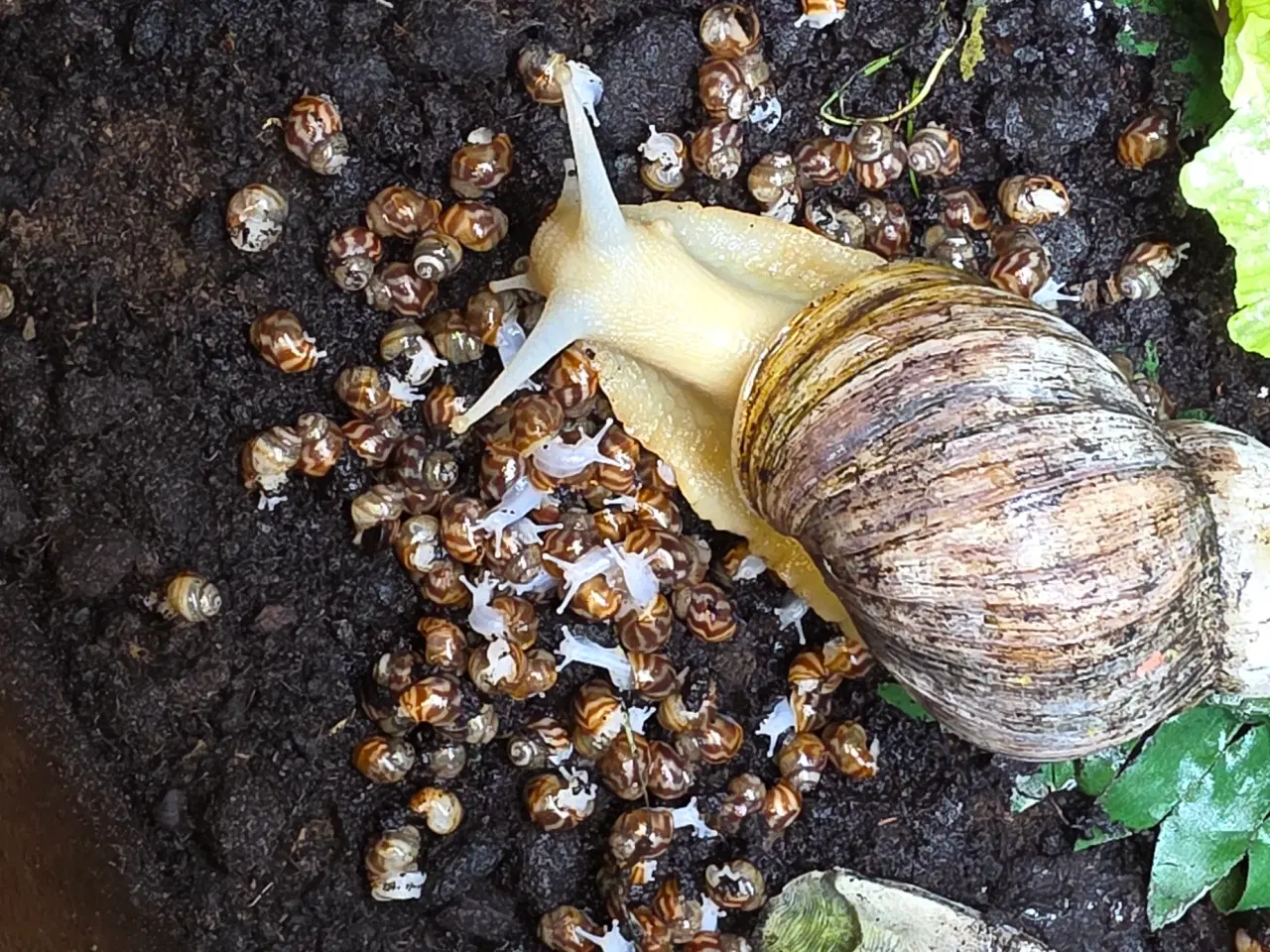 Billede 2 - Congo snegle gives væk