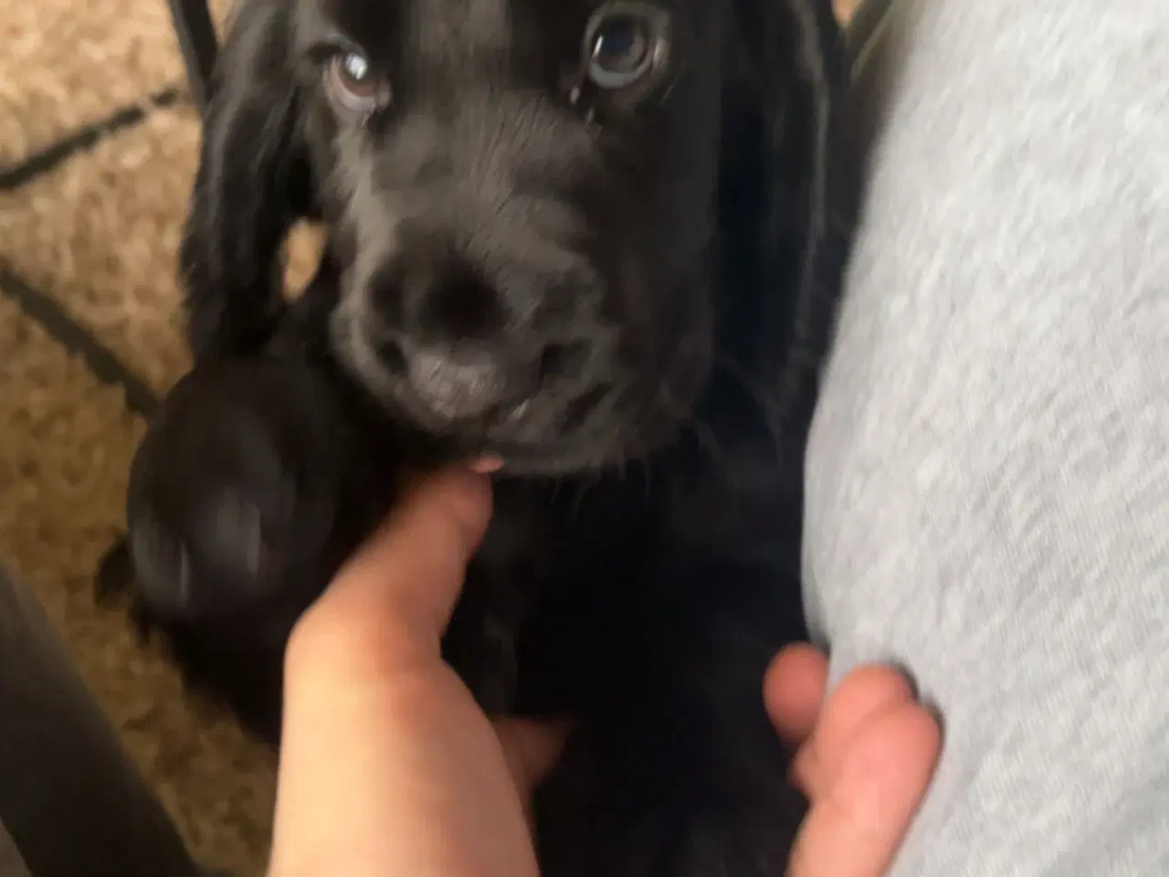 Billede 4 - Super flot sort tæve