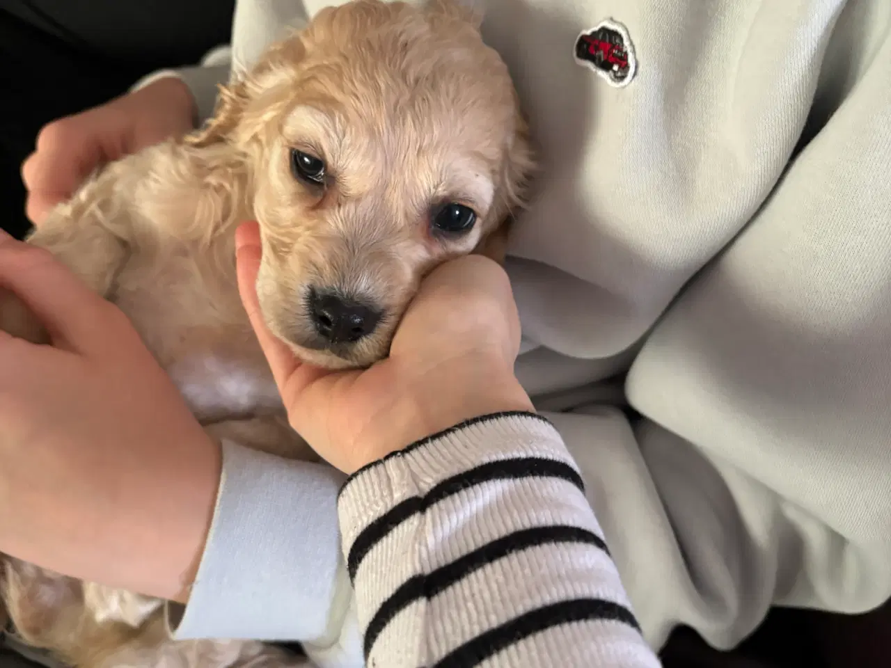 Billede 4 - Sund cocker spaniel hvalpe 