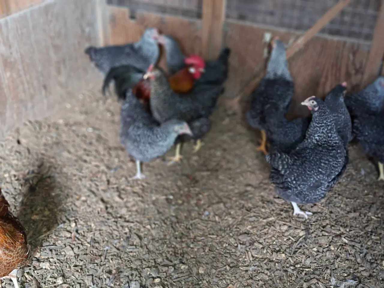Billede 3 - Høns