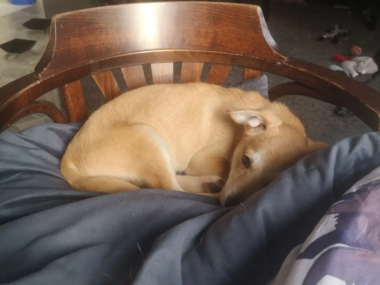 Billede 6 - Patrocle i pleje i DK