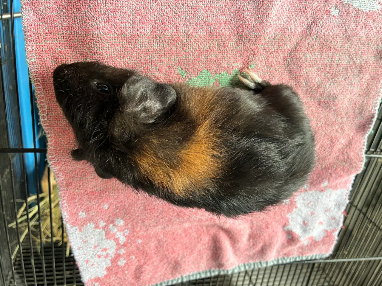 Billede 13 - Marsvin i forskellig aldre skinner er hunner
