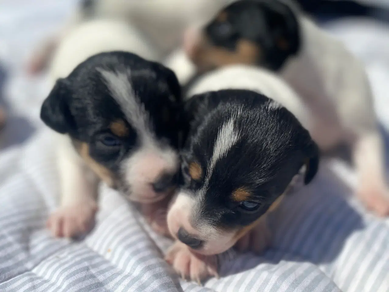 Billede 4 - Dansk-svensk gårdhund