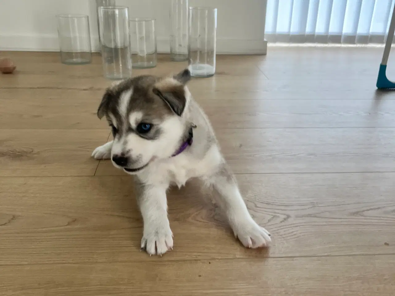 Billede 4 - Sibirisk husky hvalpe