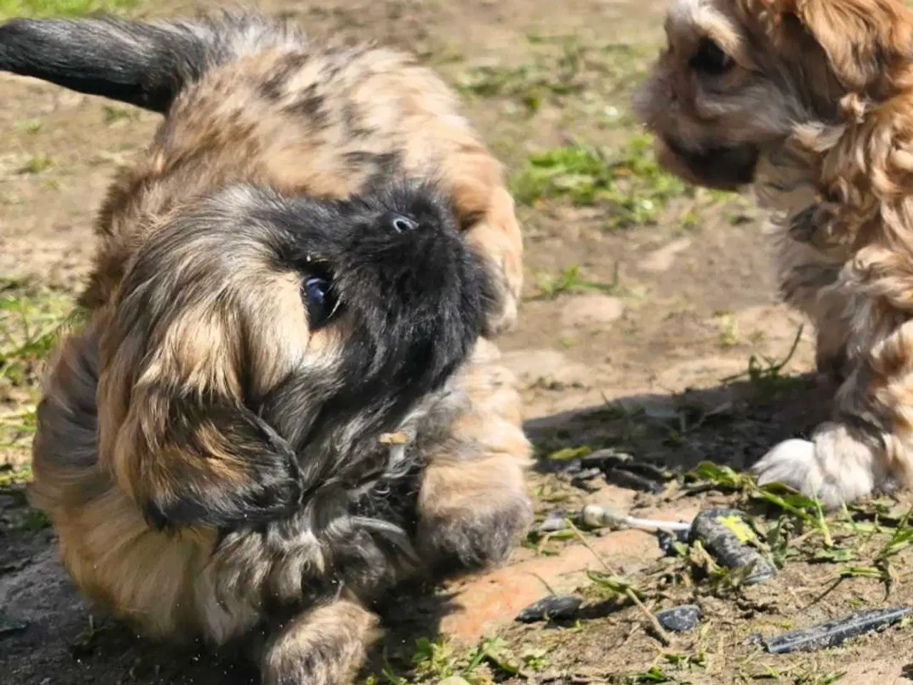 Billede 8 - Cody og Coco 