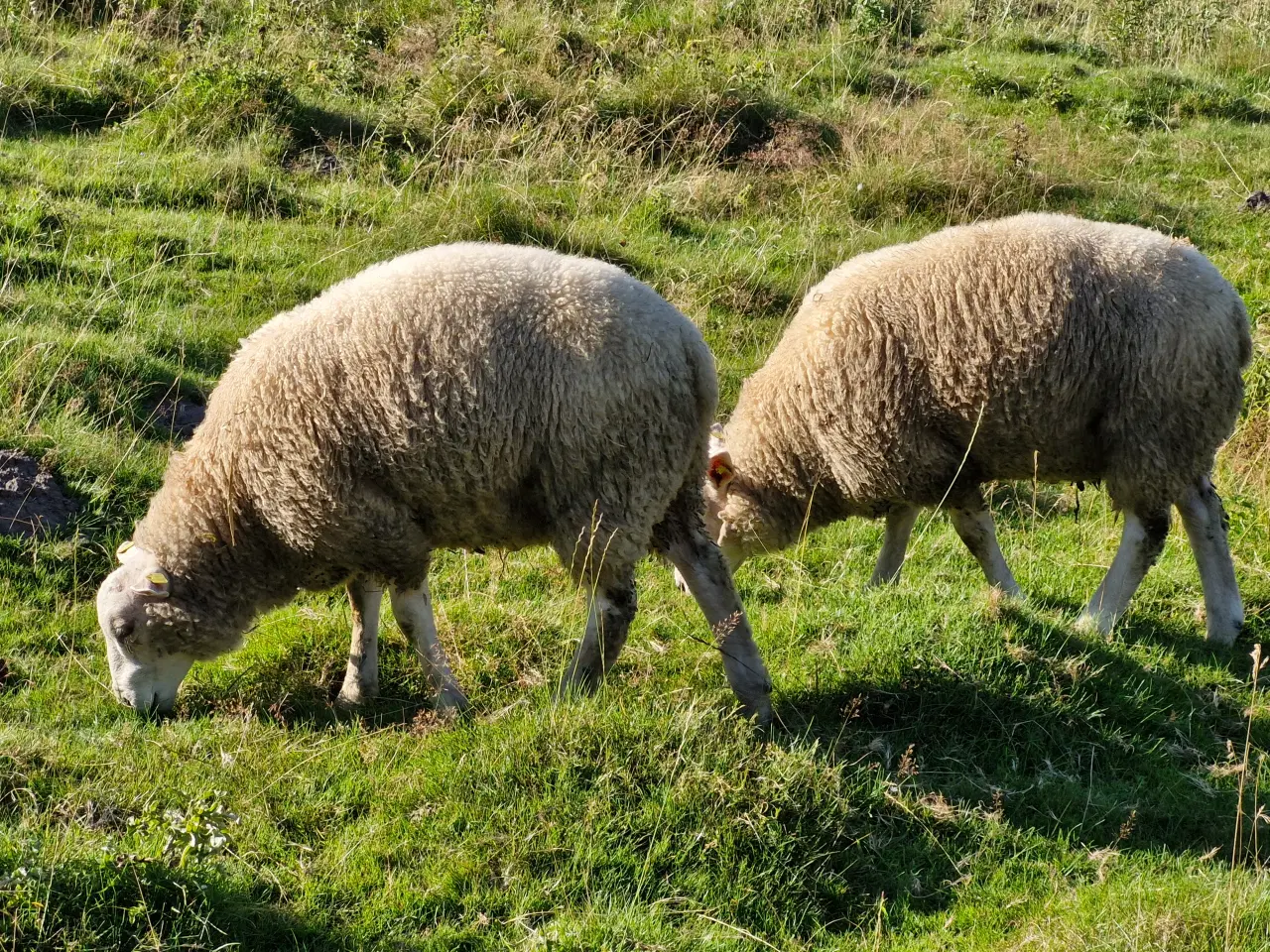 Billede 5 - Texel lam årgang 2024