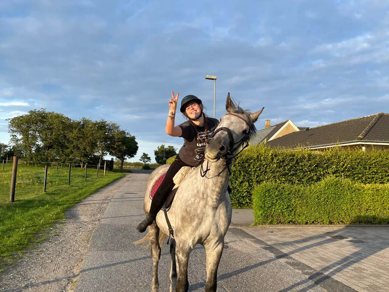 Billede 4 - Hest sælges 