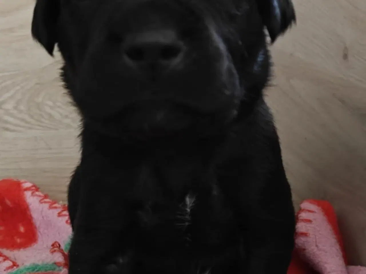 Billede 2 - Labrador blandinger