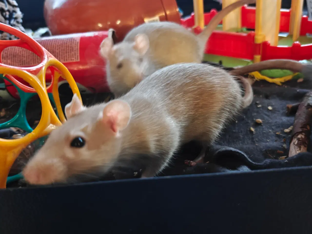 Billede 5 - Rotte piger søger nyt hjem 