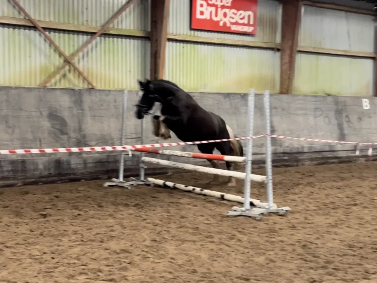 Billede 3 - Billedskøn pony hoppe