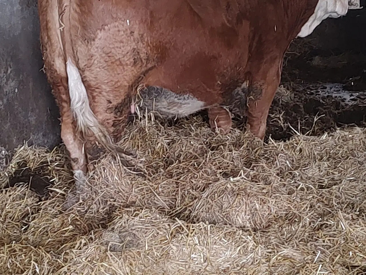 Billede 1 - Simmentaler 