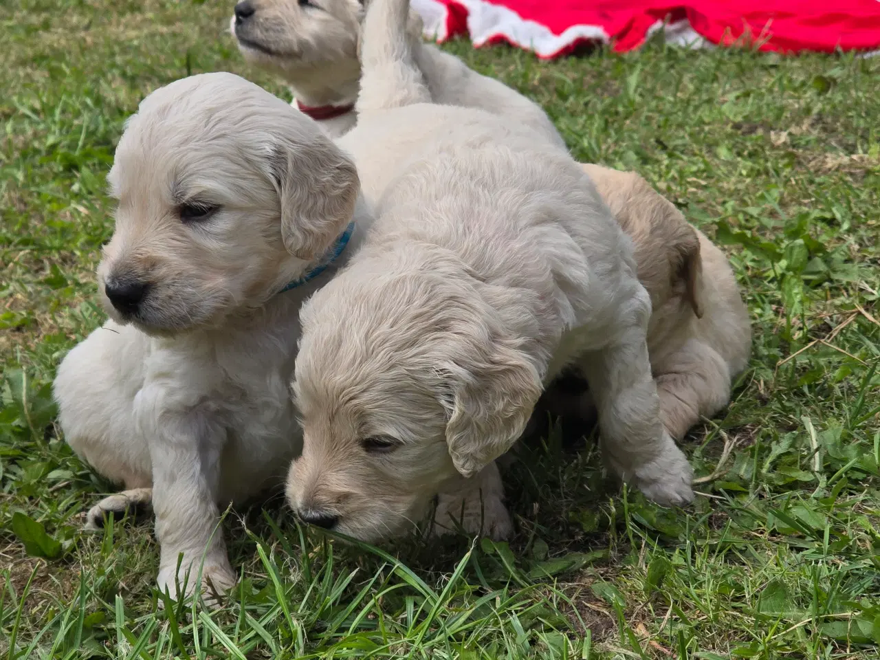 Billede 7 - Goldendoodle hvalpe søger nyt hjem.