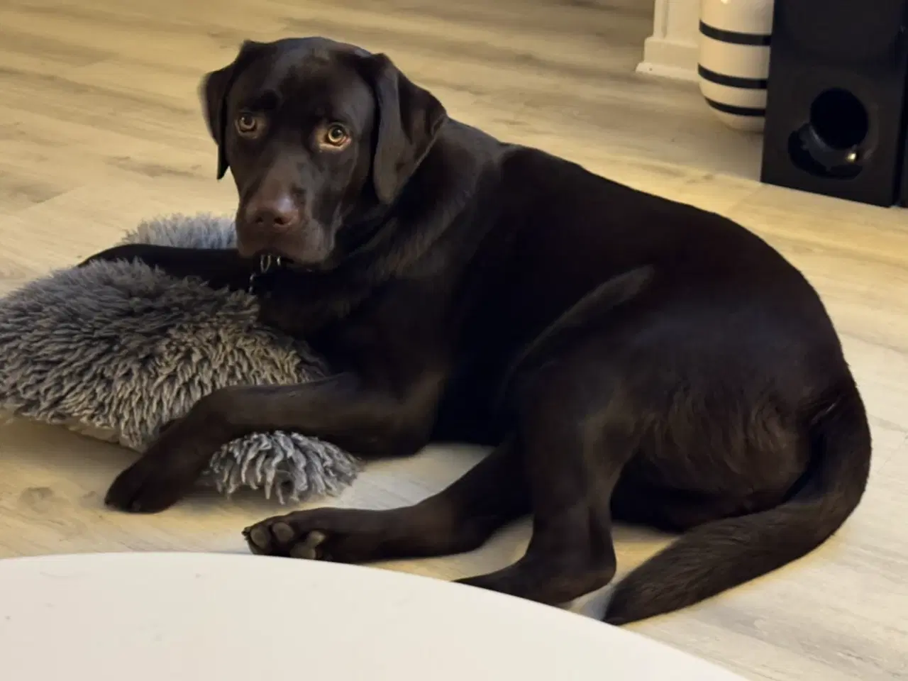 Billede 6 - Brun labrador 