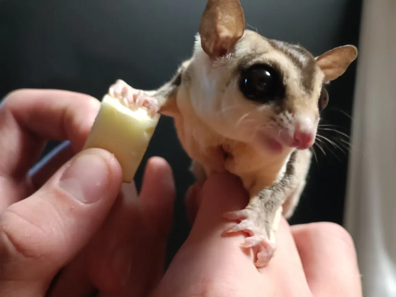 Billede 3 - Sugar glider - Haster BYD