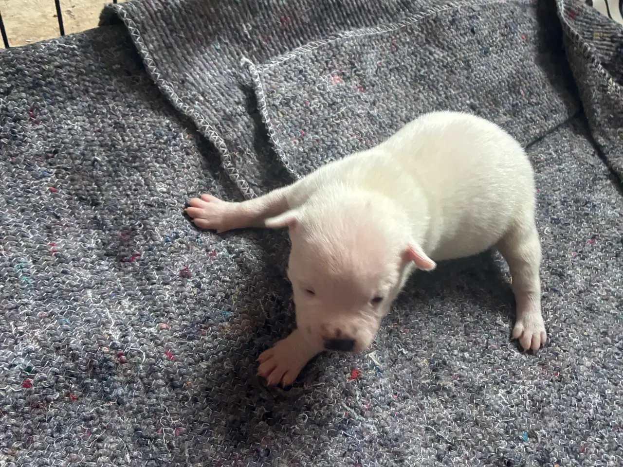 Billede 1 - 4 hvalpe staff 