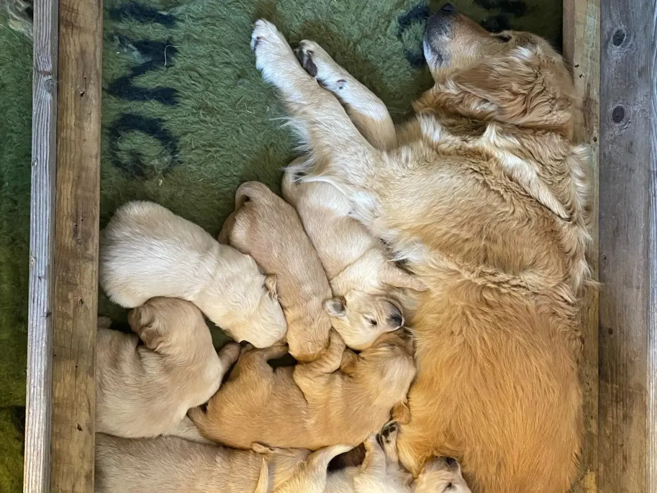 Billede 3 - Søde Golden Retriever hvalpe