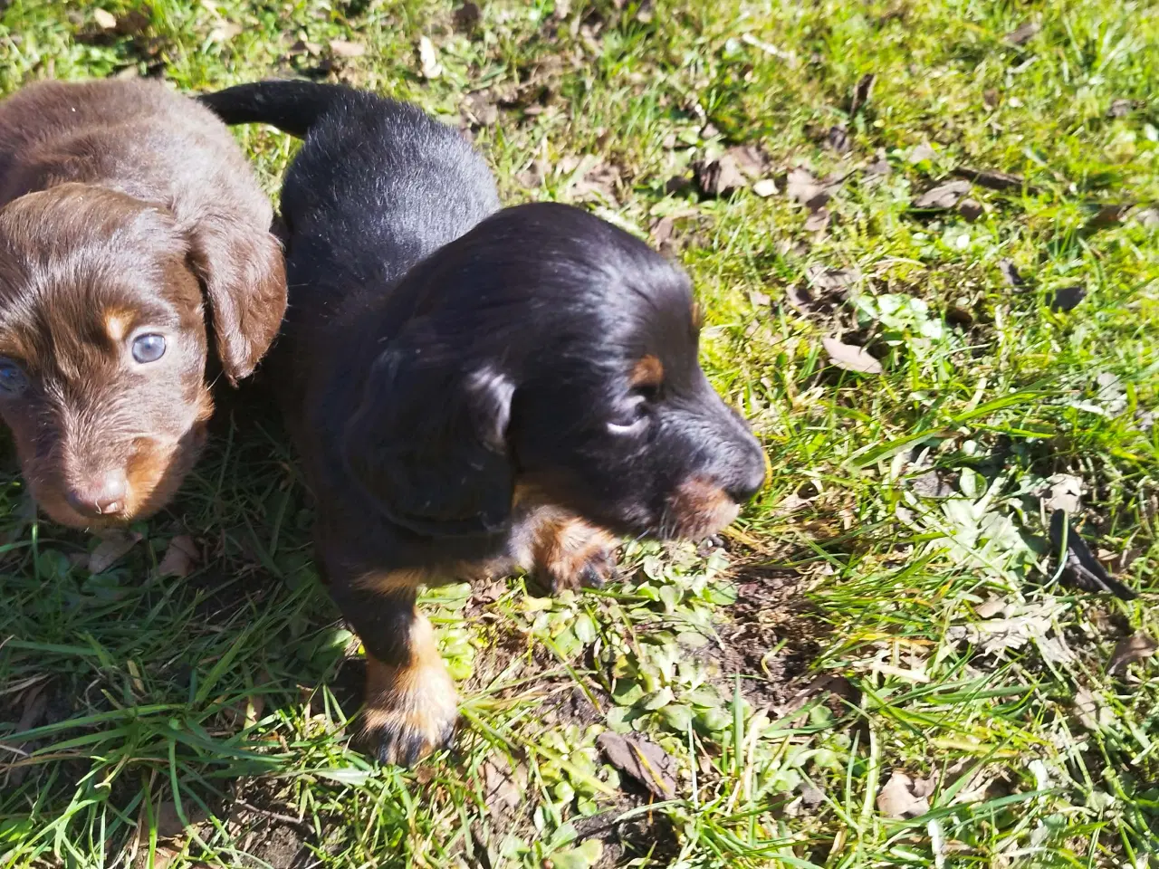 Billede 1 - GRAVHUNDE HVALPE LANGHÅRET DVÆRG