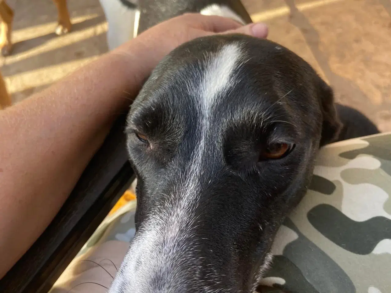 Billede 18 - Wilma til adoption! 🩷