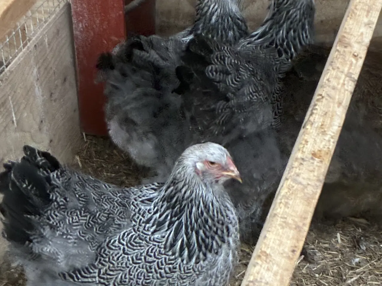 Billede 2 - Sølv sort båndet