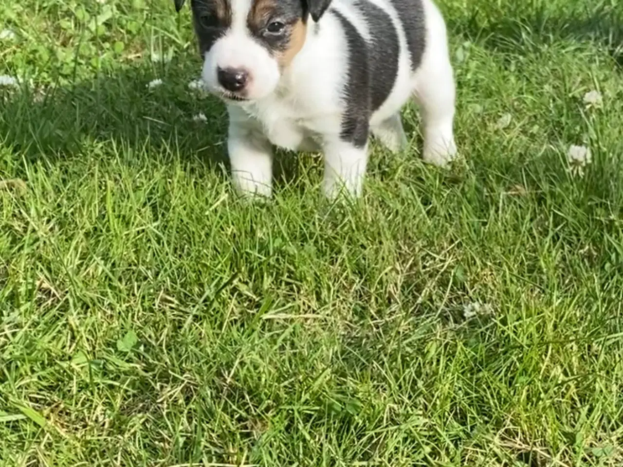 Billede 9 - Jack russel terrier 