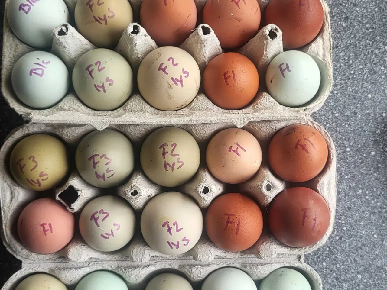 Billede 1 - Smukke rugeæg