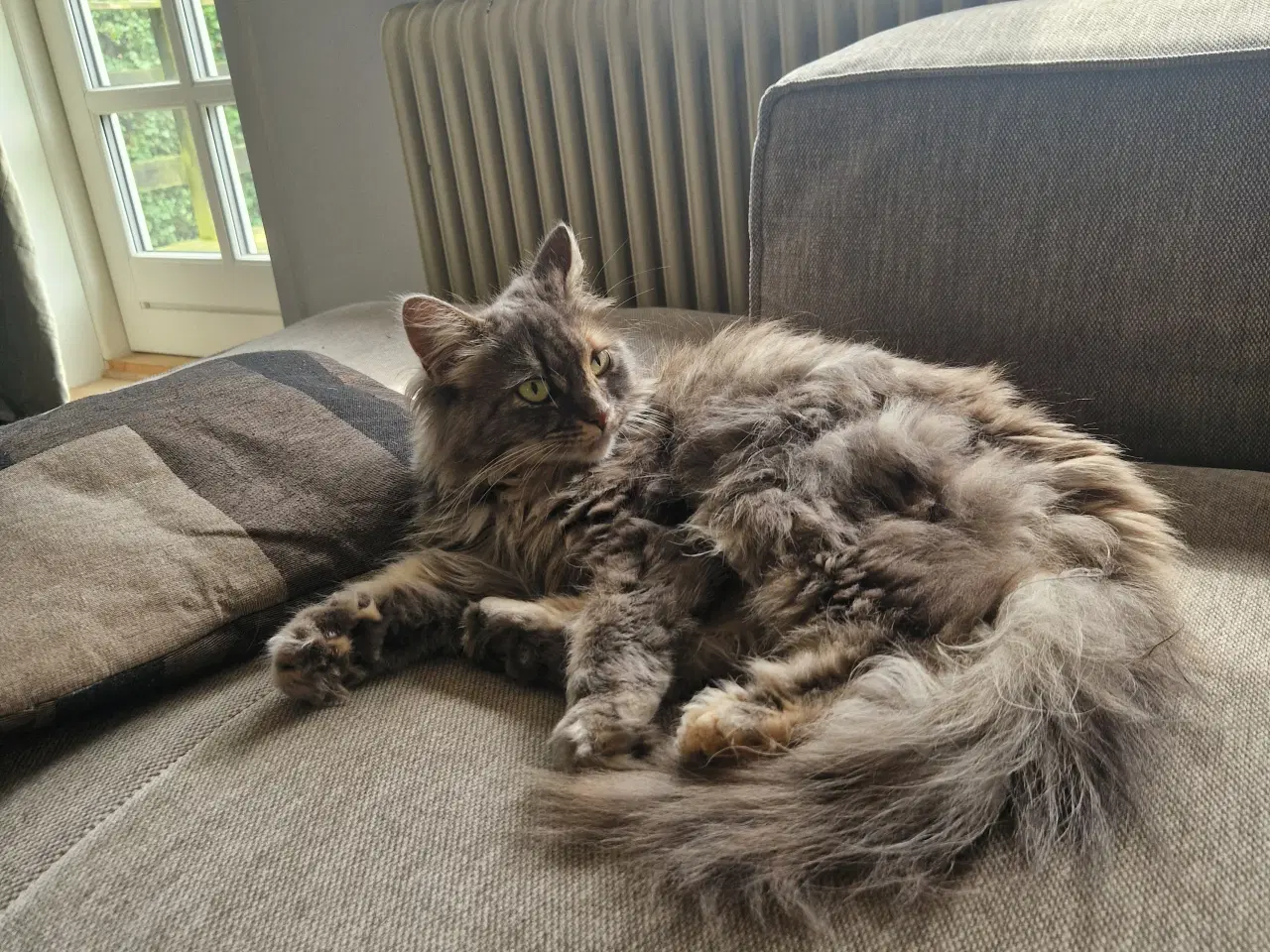 Billede 1 - Maine Coon blanding 