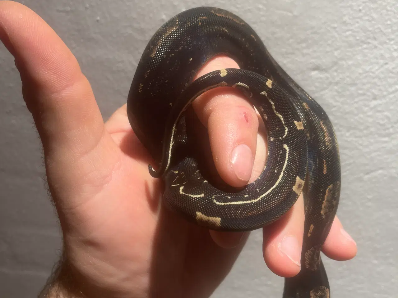 Billede 6 - Boa constrictor Keltic IMG poss Leopard Kahl A