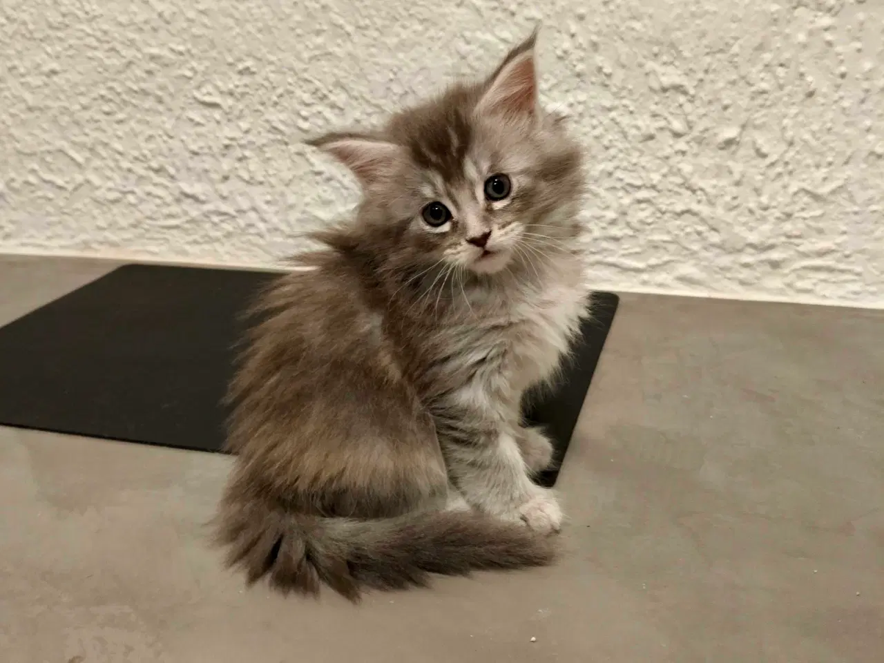 Billede 2 - Maine coon killing