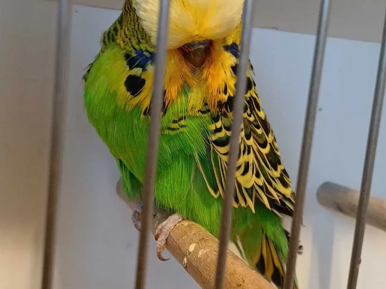 Billede 6 - Engelsk undulat han