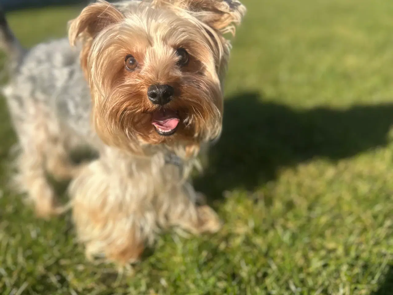 Billede 6 - Yorkshire terrier tæve