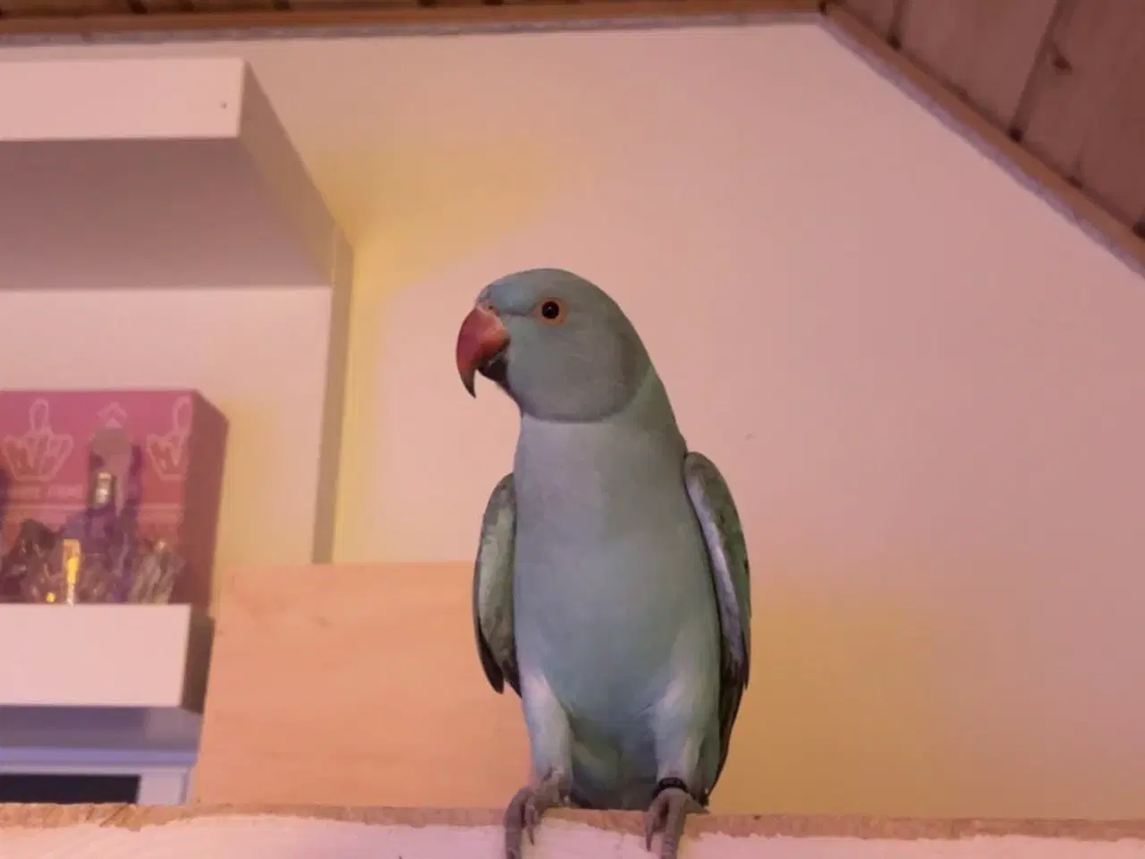 Billede 2 - Aleksander Parakit